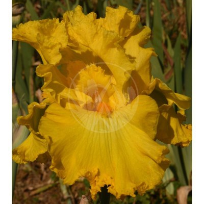 Amarillo Frills DSC_0205 vyrez